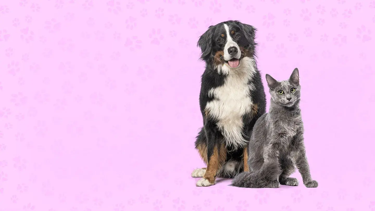 Nos très chers animaux