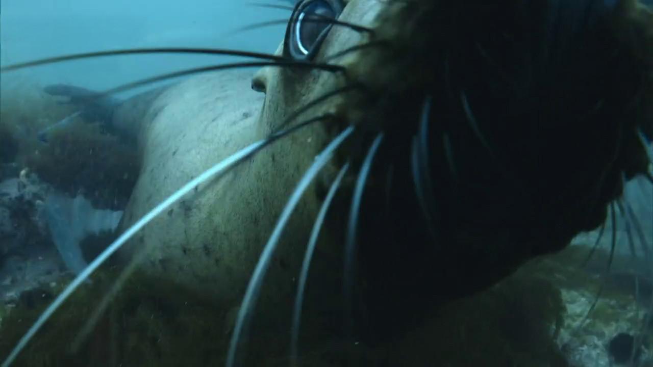 The Old Man and the Sea Lion