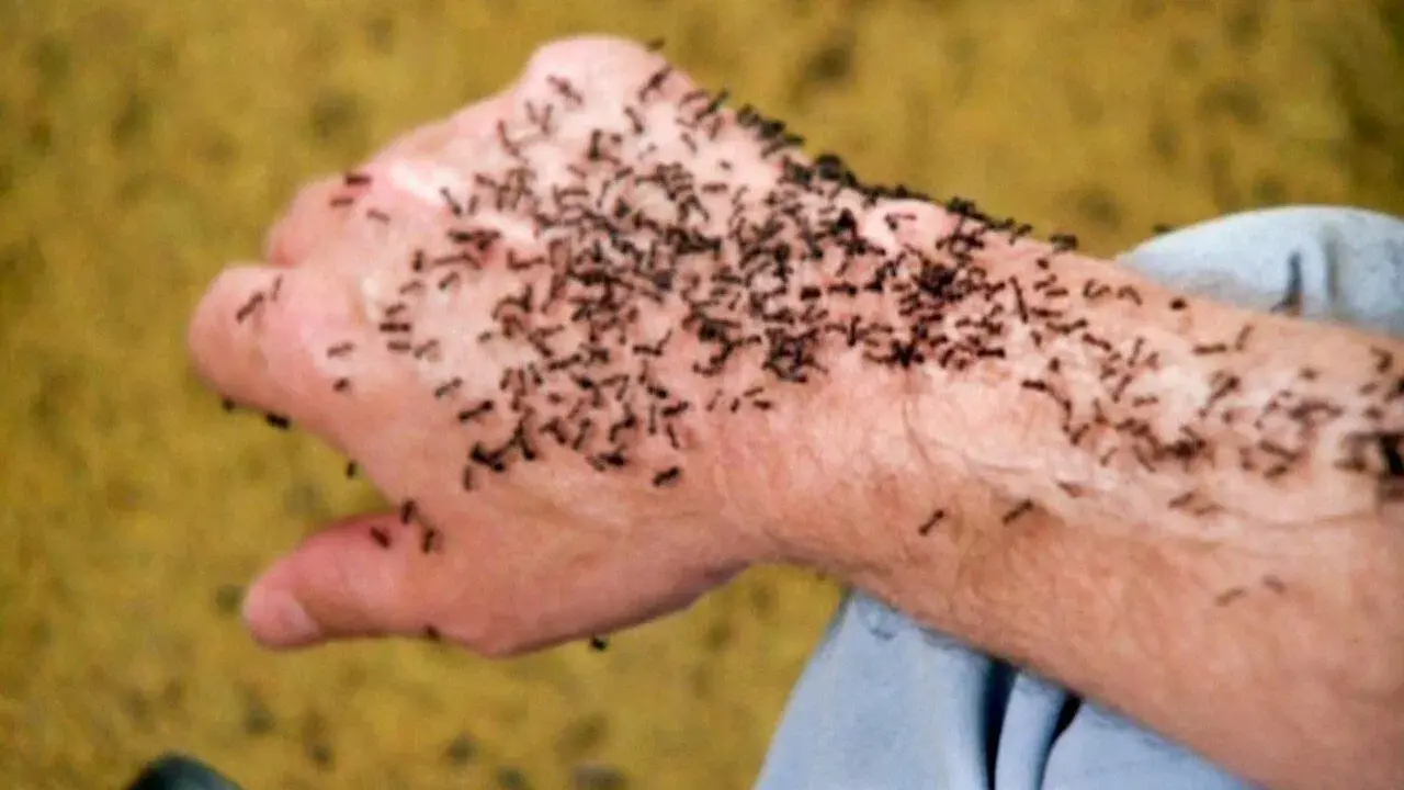 It Happened at Lakewood Manor