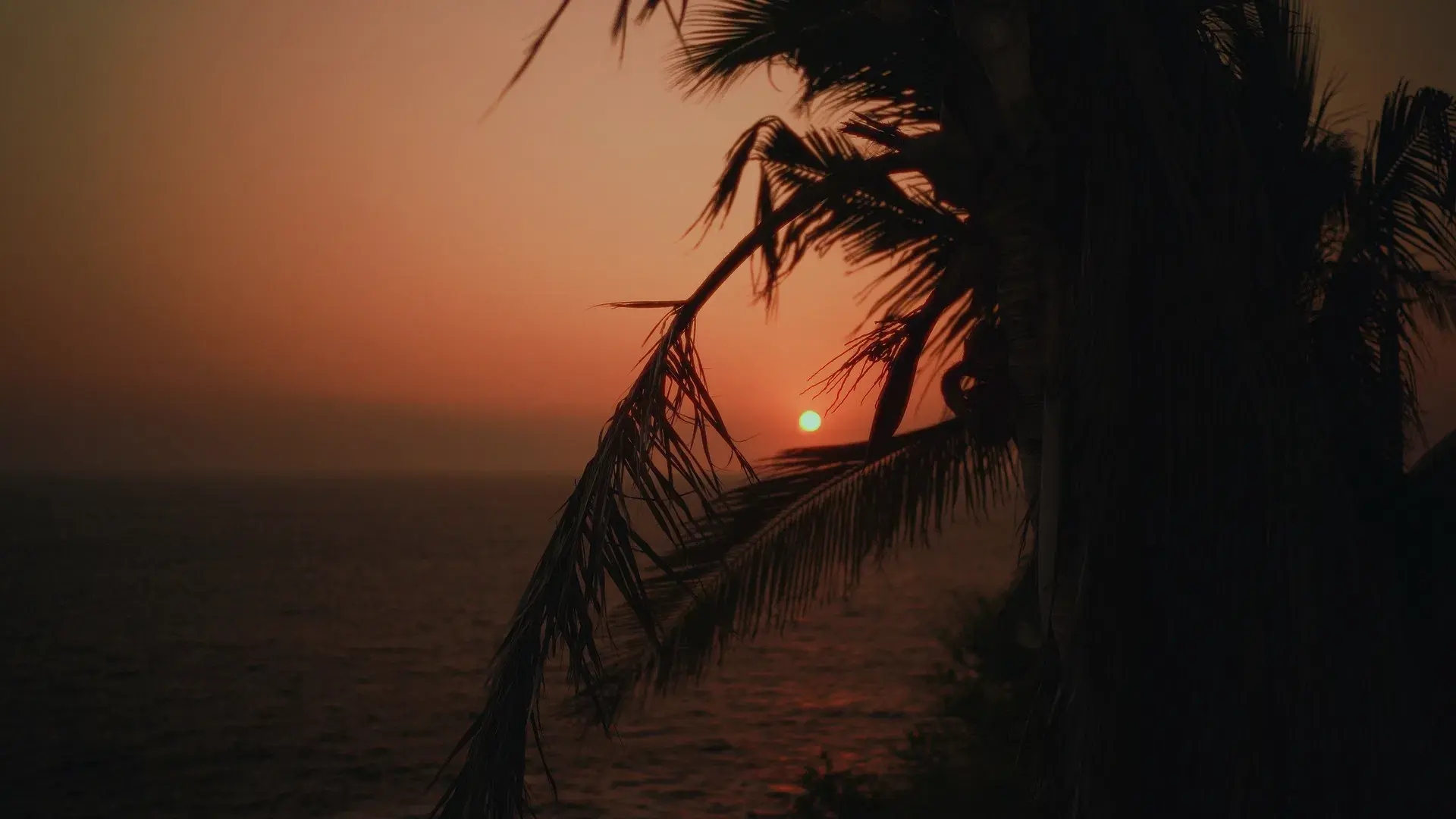 THE WEAPON OF SPEECH