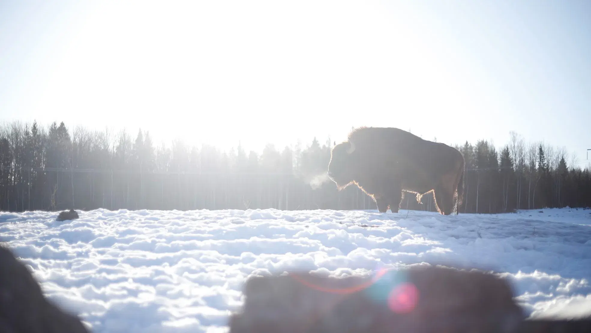 Europe's Forgotten Giants