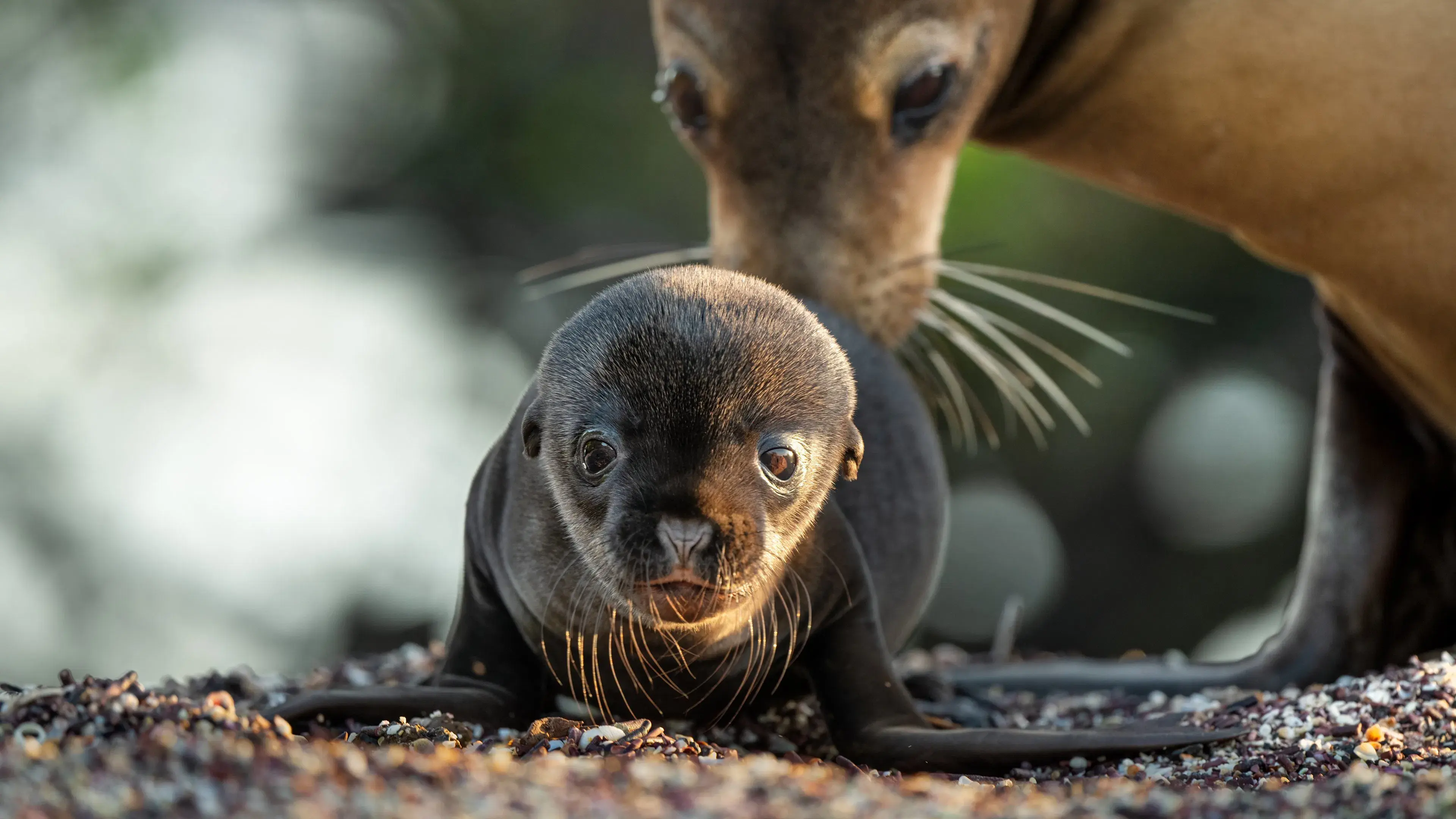 Sea Lions of the Galapagos