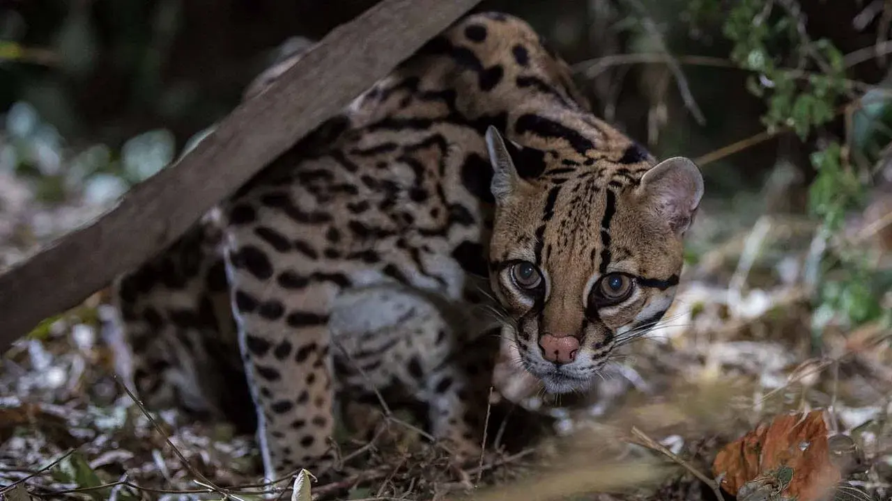 American Ocelot