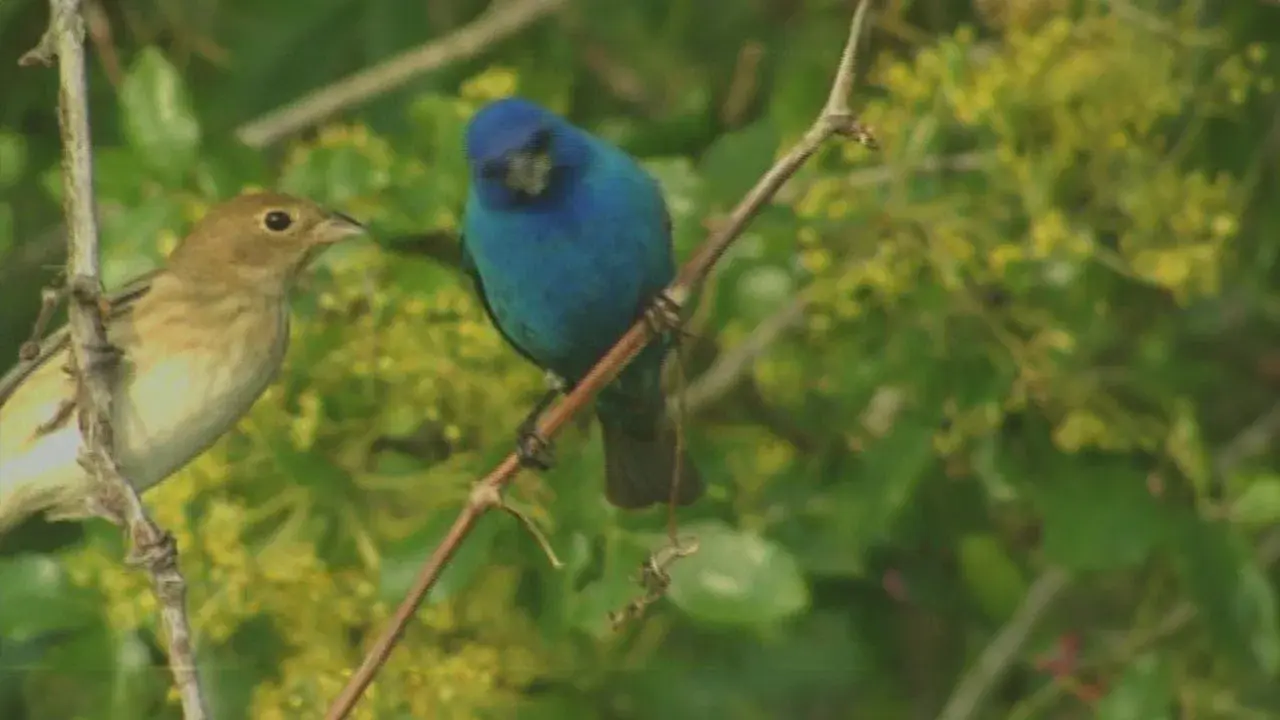 Birdsong and Coffee: A Wake-Up Call