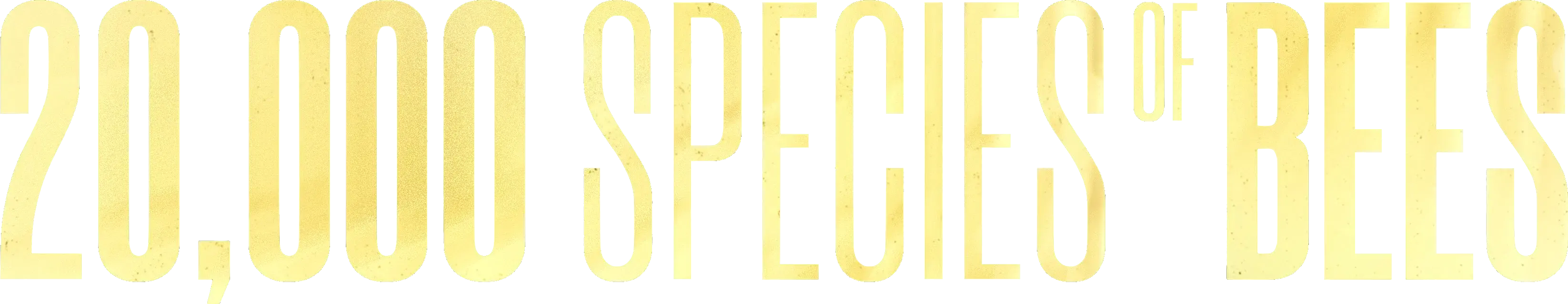 20,000 Species of Bees