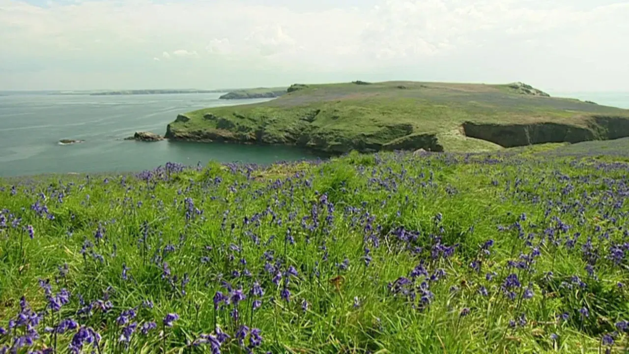 The Rabbits of Skomer