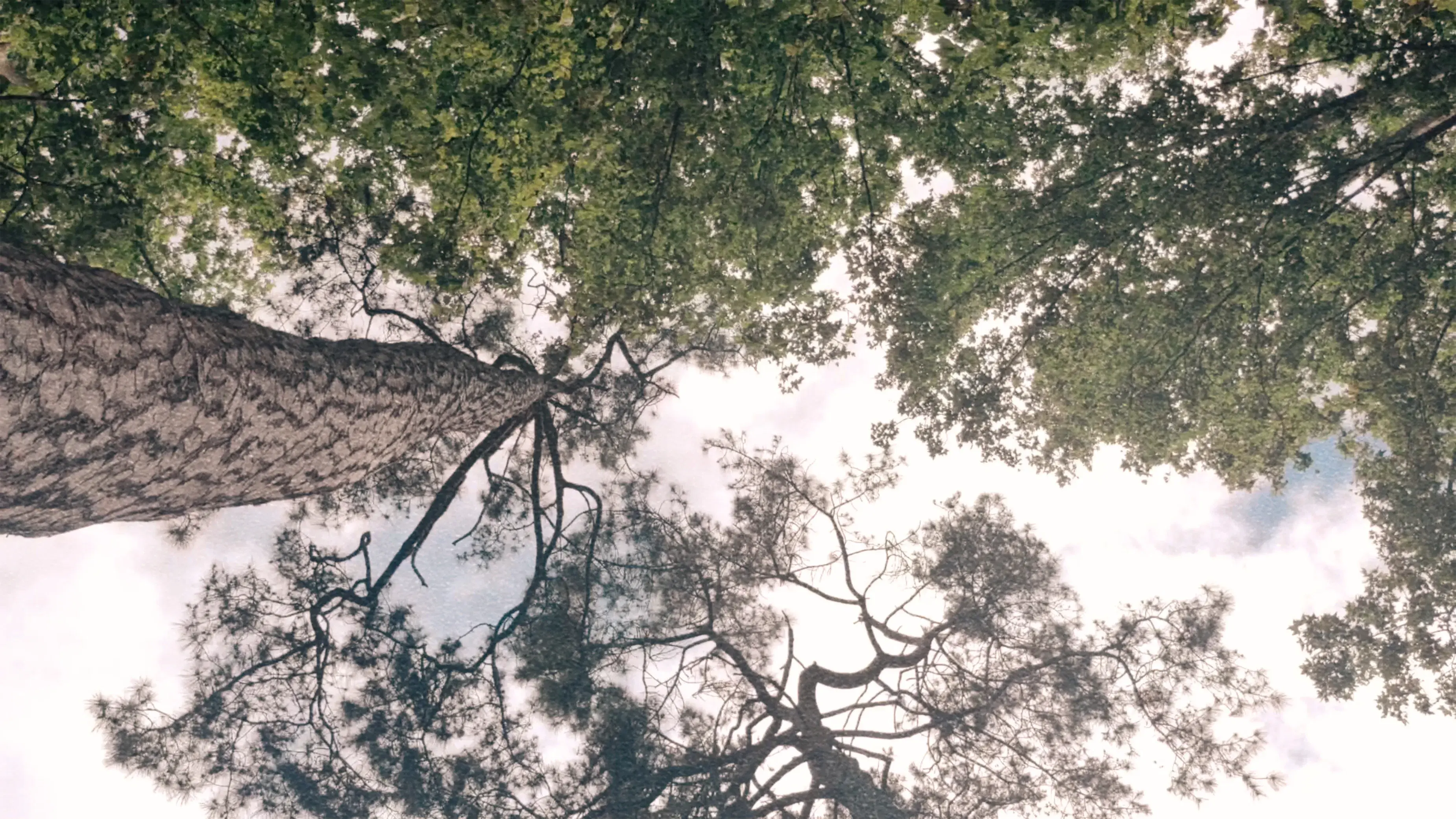 cuando muera tendré un cubo de tierra junto a mi cama