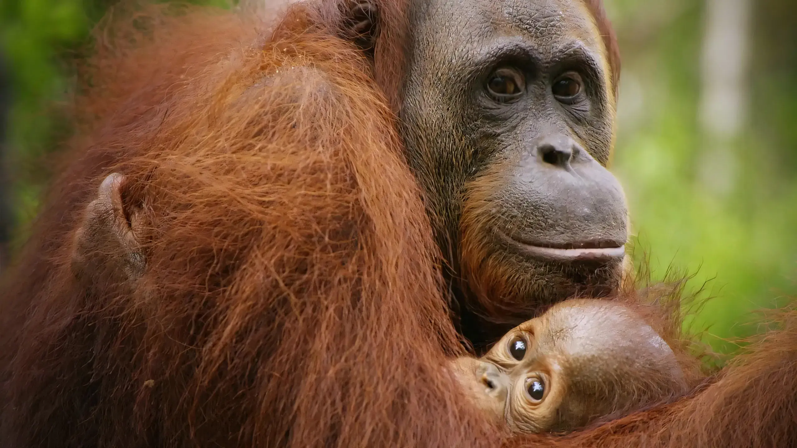 Red Ape: Saving the Orangutan