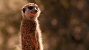 If I Were a Meerkat