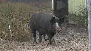 Piggy Goes to the Market