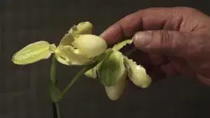 La principessa Orchidea