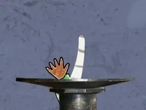 Mr. Guinea Pig and the Big Bone