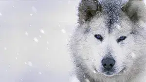 Ice Dogs: The Only Companions Worth Having