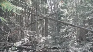 Bigfoot Encounters in the Pacific Northwest