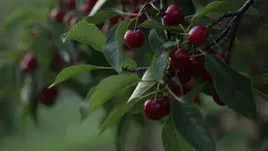 Quince & Apple | Seaquist Orchards