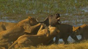 Big Cat Odyssey: Revealed