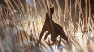 The Cat Who Walked by Herself