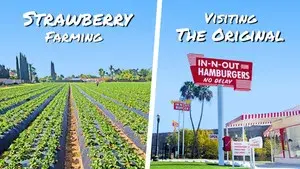 Strawberry Farming and The First In-N-Out