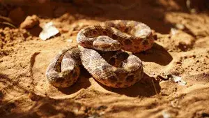 Snakes of the Pacific