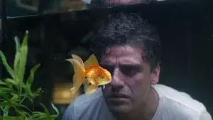 The Goldfish Problem