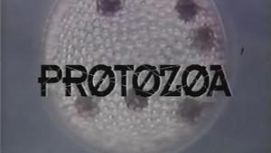 Protozoa