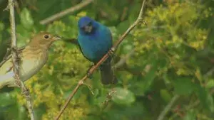 Birdsong and Coffee: A Wake-Up Call