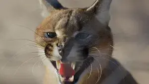 Caracal: The Lone Cat Society