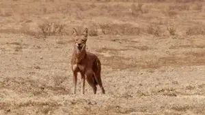 If I Were an Ethiopian Wolf