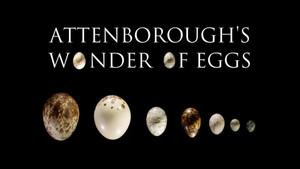 Attenborough's Wonder of Eggs