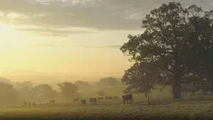 Seven Seeds Farm | Recipe: Steak au Poivre