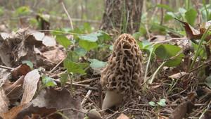 Morel Hunt