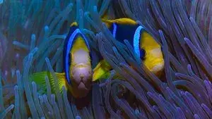 Protecting Paradise: The Story of Niue