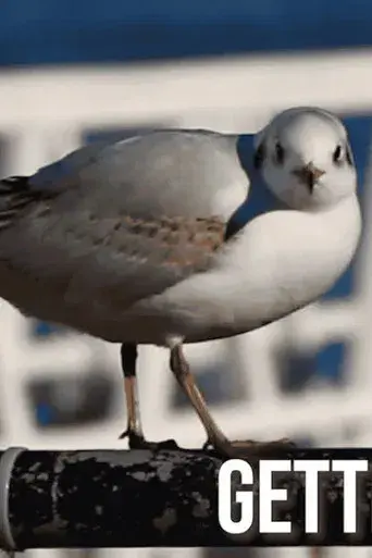 Getting Across the Solent, How hard can it be?