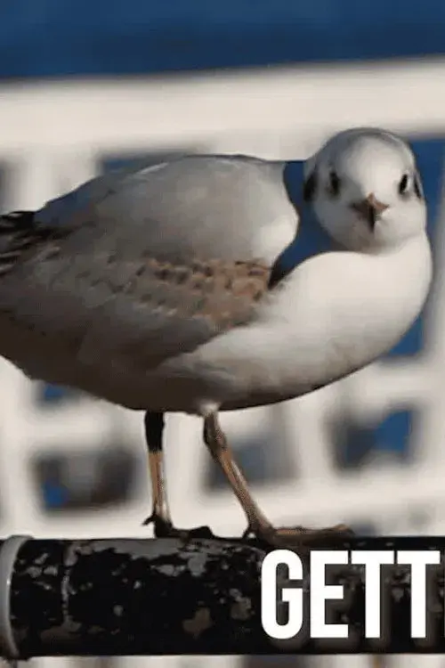 Getting Across the Solent, How hard can it be?